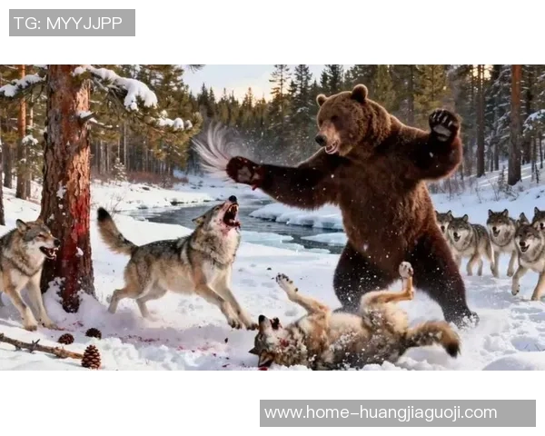 狼与棕熊的生存斗争探秘自然界中的强者对决与生态平衡 狼与棕熊的生存斗争探秘自然界中的强者对决与生态平衡